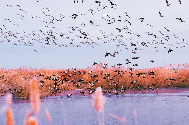 <p>Migratory birds fly above Ulansuhai Nur in Bayannuur, Inner Mongolia autonomous region, which is an important stop for avian visitors</p>